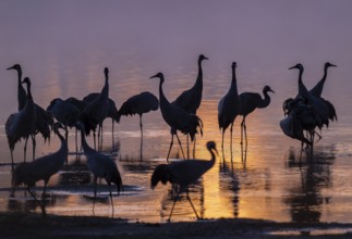 Crane (Grus grus), cranes standing in the shallow water zone of a lake in warm, orange morning
