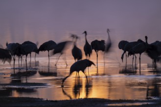 Crane (Grus grus), cranes standing in the shallow water zone of a lake in warm, orange morning