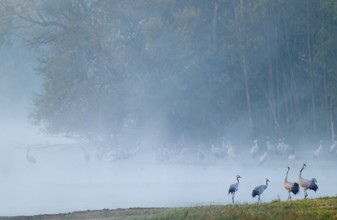 Crane (Grus grus), cranes stand on a wet meadow and in the shallow water of a lake, two cranes