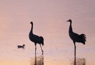 Crane (Grus grus), two cranes standing in the shallow water zone of a lake in warm, orange morning