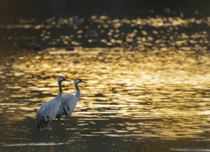 Crane (Grus grus), two cranes standing in the shallow water zone of a lake in warm, orange morning