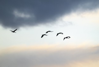 Crane (Grus grus), cranes flying against a bright sky with dramatic dark clouds, silhouettes, Lower
