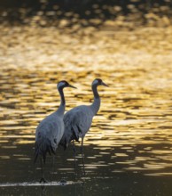 Crane (Grus grus), two cranes standing in the shallow water zone of a lake in warm, orange morning