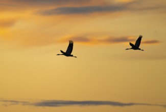 Crane (Grus grus) two cranes flying in the morning light against a warm orange sky, silhouettes,