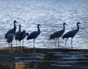 Crane (Grus grus), a group of cranes standing early in the morning in the shallow water zone of a