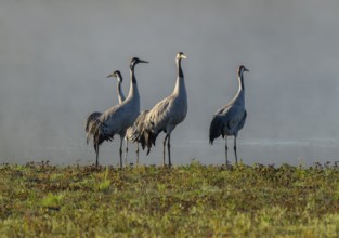 Crane (Grus grus), four cranes standing on a wet meadow in a wetland in front of a body of water,