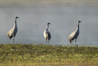 Crane (Grus grus), three cranes standing on a wet meadow in a wetland in front of a body of water,