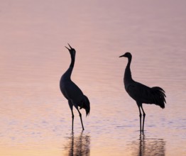Crane (Grus grus), two cranes stand in the shallow water zone of a lake in warm, orange morning