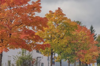 Autumn-colored maples (Acer), Kempten, Allgäu, Swabia, Bavaria, Germany