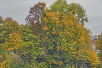Autumn-coloured beech trees (Fagus), Kempten, Allgäu, Swabia, Bavaria, Germany