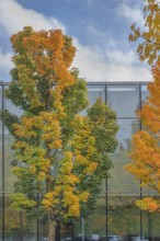 Autumn-colored maples (Acer), in front of glass façade, Kempten, Allgäu, Swabia, Bavaria, Germany