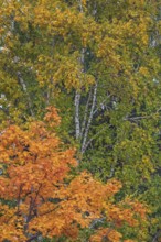 Autumn-colored maple (Acer), and birches (Betula), Allgäu, Swabia, Bavaria, Germany
