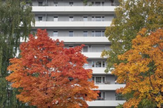Autumn-colored maples (Acer), in front of high-rise building with concrete balconies, Kempten,