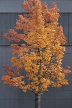 Autumn-colored maple (Acer), in front of a grey façade, Kempten, Allgäu, Swabia, Bavaria, Germany