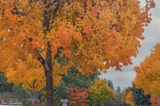 Autumn-colored maples (Acer), Kempten, Swabia, Bavaria, Germany
