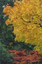 Autumn-colored maple (Acer), Kempten, Swabia, Bavaria, Germany