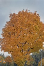 Autumn-colored maples (Acer), Kempten, Swabia, Bavaria, Germany
