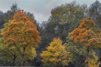 Autumn-colored maples (Acer), and others, Kempten, Swabia, Bavaria, Germany