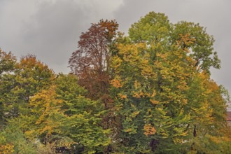 Autumn-coloured deciduous trees, Kempten, Swabia, Bavaria, Germany