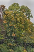 Autumn-coloured deciduous trees, Kempten, Swabia, Bavaria, Germany
