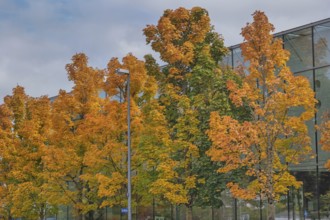 Autumn-colored maples (Acer), in front of glass façade, Kempten, Allgäu, Swabia, Bavaria, Germany