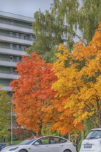 Autumn-colored maples (Acer), Kempten, Allgäu, Swabia, Bavaria, Germany