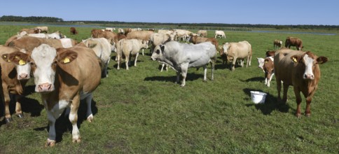 Cattle, on a pasture on the Prerower Strom on the Darß peninsula, Mecklenburg-Western Pomerania,