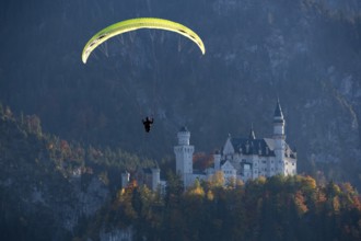 Paraglider flies in front of Neuschwanstein Castle in autumn forest scenery, Schwangau, Ostallgäu,