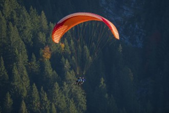 A paraglider flies over a thick, dark forest, Schwangau, Ostallgäu, Allgäu, Swabia, Bavaria,