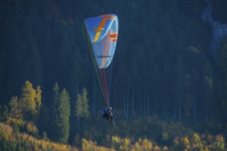 A paraglider flies over autumn-colored tree peaks, Schwangau, Ostallgäu, Allgäu, Swabia, Bavaria,