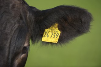 Close-up of cow with ear tag against green background, Schwangau, Ostallgäu, Allgäu, Swabia,