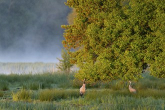 Crane (Grus grus), two cranes, pair, in a wetland, wet meadow under a pedunculate oak (Quercus