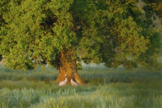 Crane (Grus grus), two cranes, pair, in a wetland, wet meadow under a pedunculate oak (Quercus