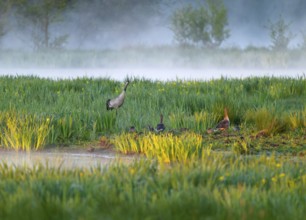 Crane (Grus grus) stands in a wetland, wet meadow with swamp iris (Iris pseudacorus), blooming,