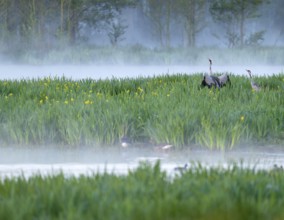 Crane (Grus grus), cranes courting in a wetland, wet meadow with swamp iris (Iris pseudacorus),