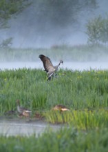 Crane (Grus grus), cranes near the copula, mating, in a wetland, wet meadow with marsh iris (Iris
