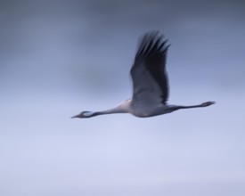 Crane (Grus grus) flying in morning light, motion blur, long exposure, puller, wiping effect, Lower