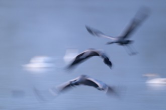 Crane (Grus grus) three cranes flying over a lake in morning light, motion blur, long exposure,