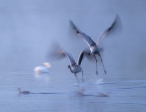 Crane (Grus grus), two cranes flying over a shallow water zone of a lake in morning light, motion