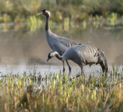 Crane (Grus grus) two cranes, pair, standing in the shallow water zone of a wetland, Lower Saxony,