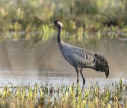 Crane (Grus grus) stands in the shallow water zone of a wetland, Lower Saxony, Germany