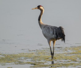 Crane (Grus grus) standing in the shallow water zone of a lake, warm morning light, Lower Saxony,