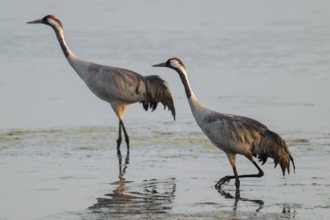 Crane (Grus grus) two cranes run in the shallow water zone of a lake, warm morning light, Lower