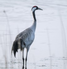 Crane (Grus grus) stands in the shallow water zone of a lake, Lower Saxony, Germany