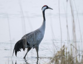 Crane (Grus grus) stands in the shallow water zone of a lake, Lower Saxony, Germany