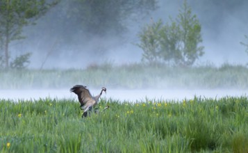 Crane (Grus grus), cranes near the copula, mating, in a wetland, wet meadow with marsh iris (Iris