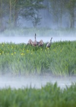 Crane (Grus grus), cranes courting in a wetland, wet meadow with swamp iris (Iris pseudacorus),