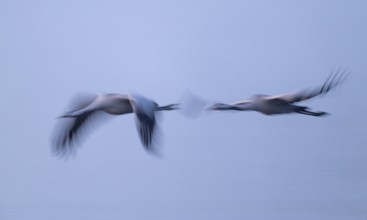 Crane (Grus grus), two cranes flying in morning light, motion blur, long exposure, moving, mopping