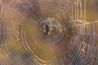 Macro shot of a cross spider in the golden morning light of the blooming Lüneburger Heide