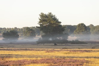 Golden sunbeams over the blooming Lüneburger Heide near Niederhaverbeck
